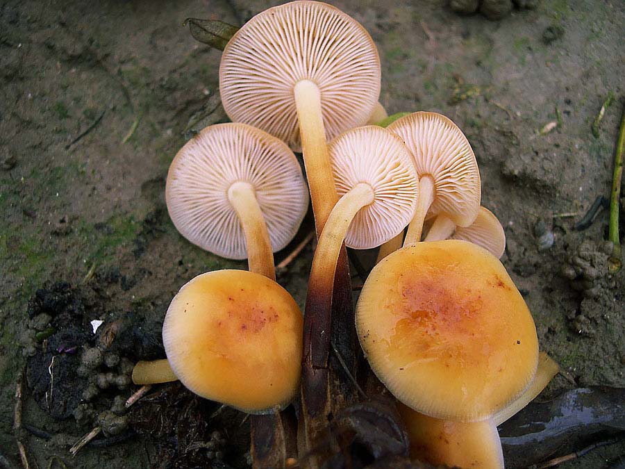 Flammulina velutipes.